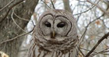 Barred Owl Lebanon Hills