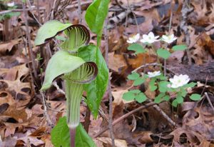 Jack in the Pulpit, Lebanon Hills