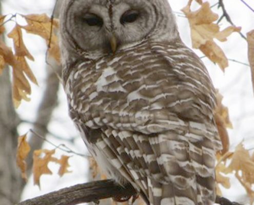 Barred owl