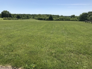 Field of envrionmentally degrading turf in regional park