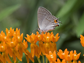 Pollinator Garden Project